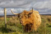 Scotland