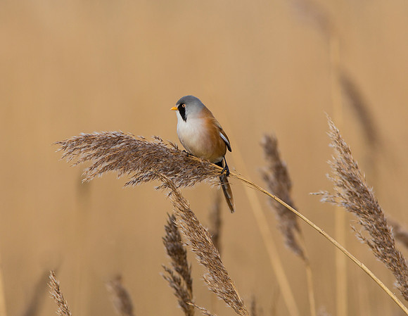 Bearded tit