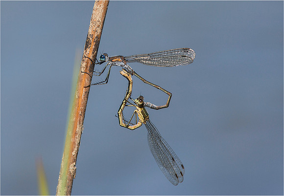 Damselfly mating wheel