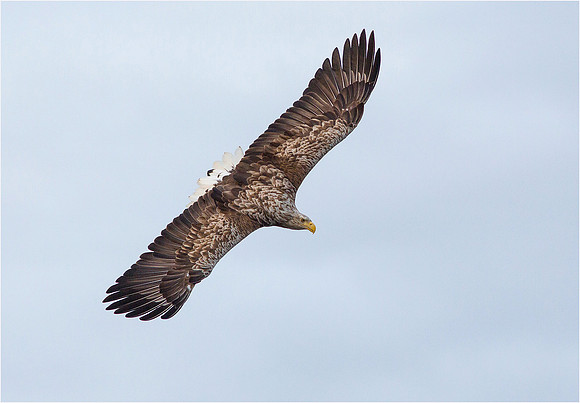 White-tailed sea eagle