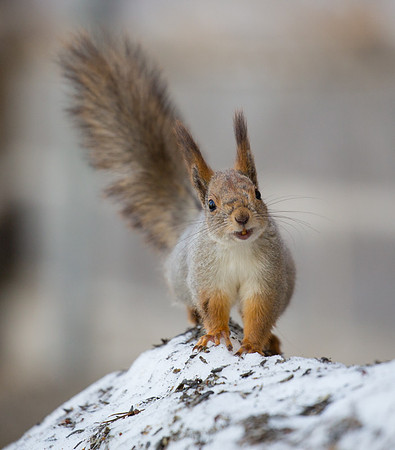 Red squirrel