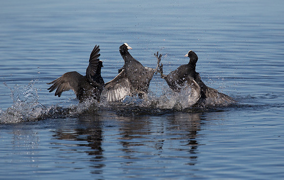 Coots fighting