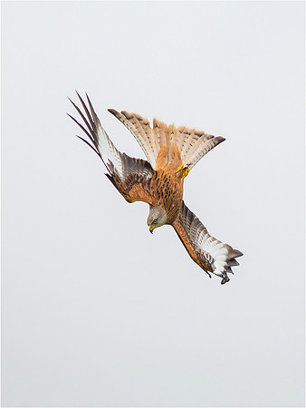 Diving red kite