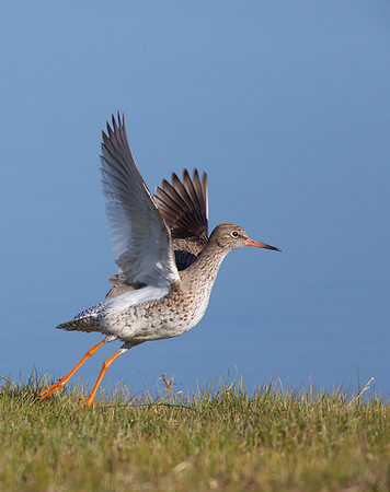 Redshank take-off