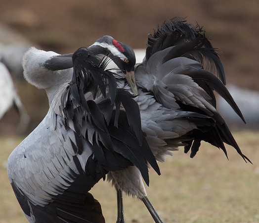 Crane preening