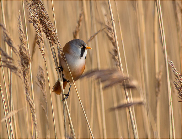 Bearded tit
