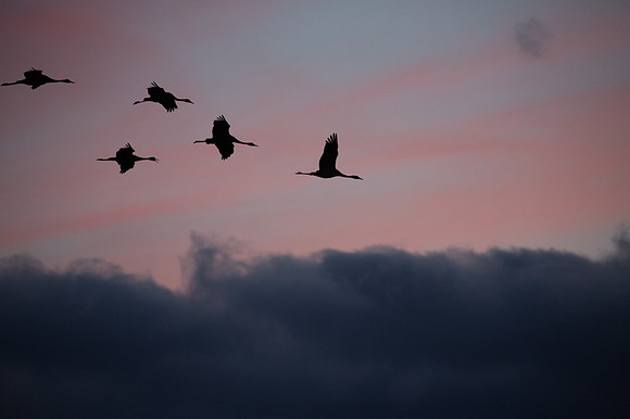 Cranes at sunset