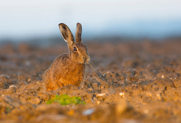 Norfolk hare