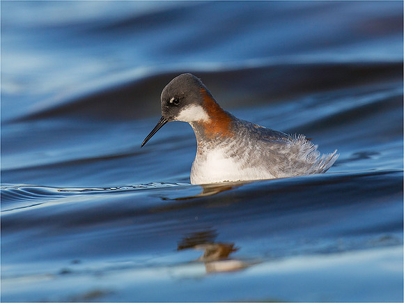 red-necked pharalope