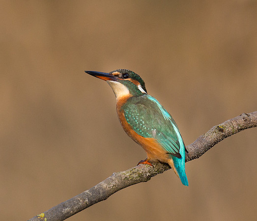 Kingfisher