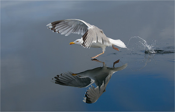 Herring Gull - Walking on water