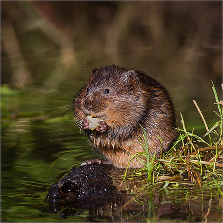 Plump water vole