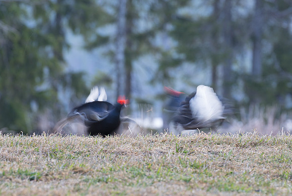 Black grouse lekking