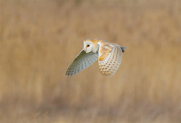 Barn Owl over the reeds