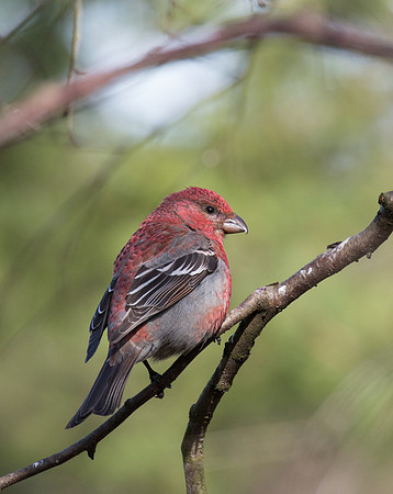 Pine Grossbeak