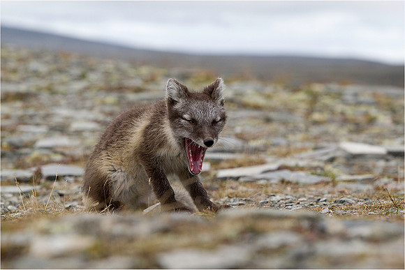 Baby arctic fox