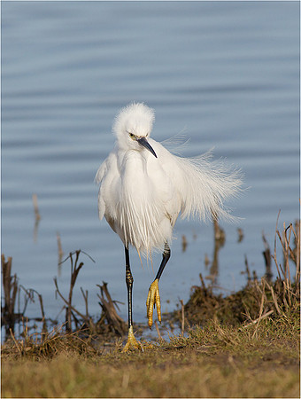 Bad Hair Day!