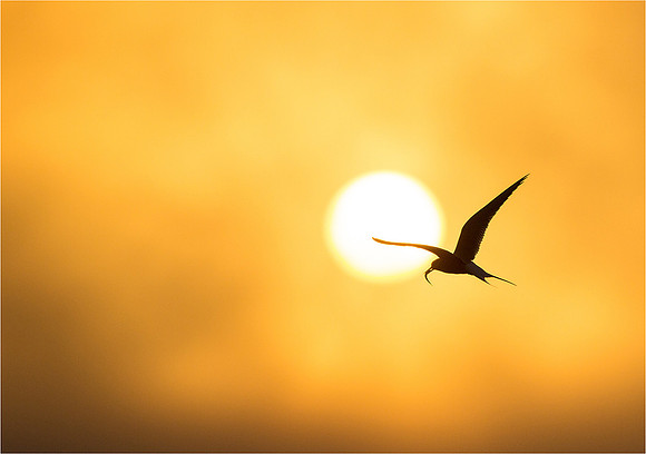 Tern against the midnight sun